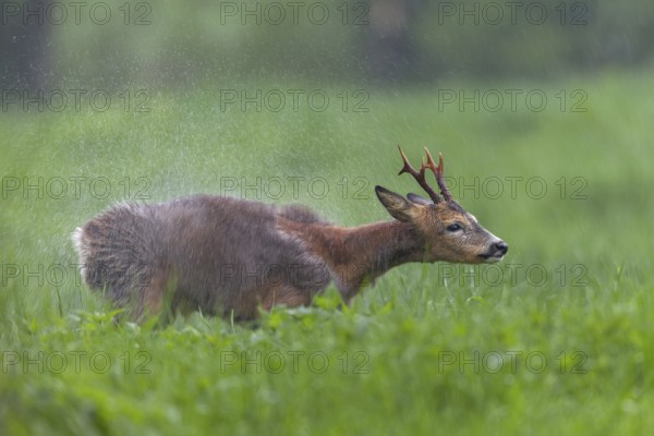 A roebuck (Capreolus capreolus) stands in the pouring rain in a meadow and shakes water out of its fur, change of coat, Germany