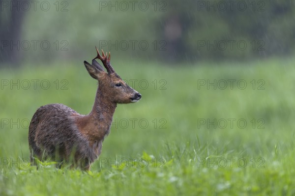 Roebuck (Capreolus capreolus) during a rain shower, the retracted eavesdroppers signalise aggression towards another male, hostility, change of coat, Germany
