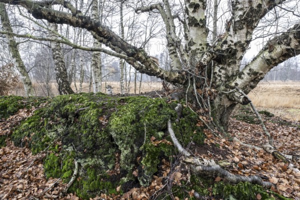 Birches (Betula pendula) in the moor, Emsland, Lower Saxony, Germany