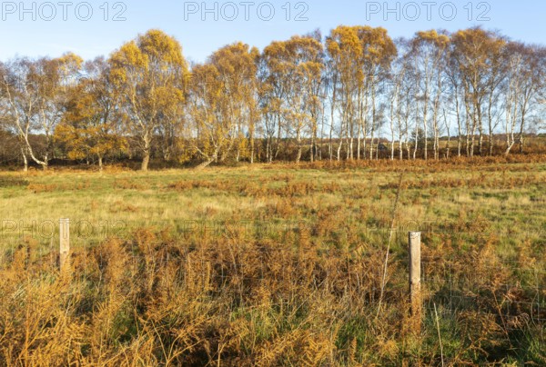 Silver birch trees, Betula pendula, brown autumn leaves on heathland, Sutton Heath, Suffolk, England, UK