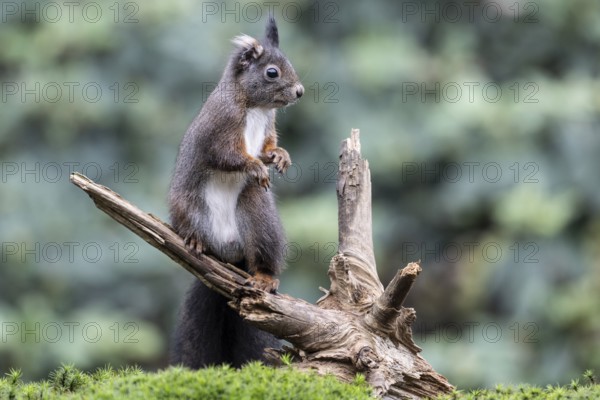 Squirrel (Sciurus vulgaris), Emsland, Lower Saxony, Germany