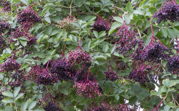 Sambucus nigra (Sambucus nigra), North Rhine-Westphalia, Germany