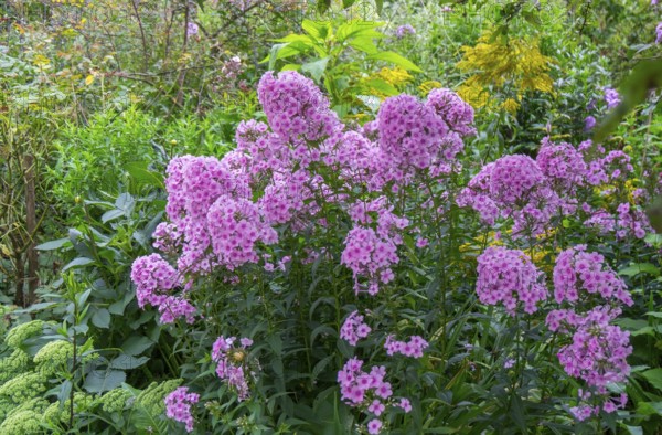 Perennial bed with flame flower (phlox), North Rhine-Westphalia, Germany