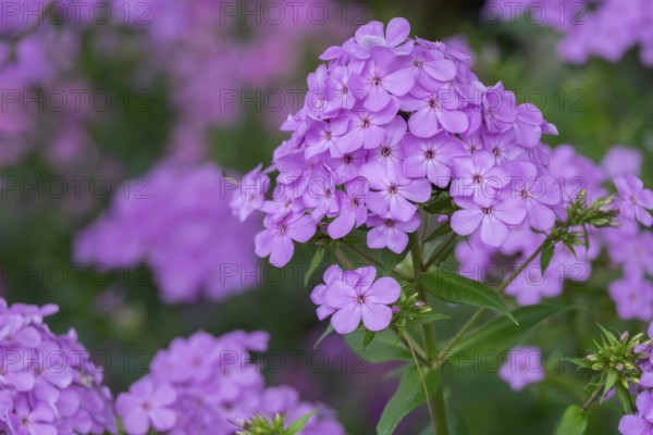 Flame flower (Phlox), North Rhine-Westphalia, Germany