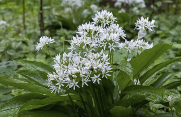 Wild garlic (Allium ursinum), Netherlands