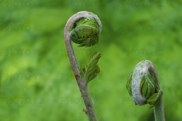 Young shoot, curled leaves of a fern frond, the Netherlands