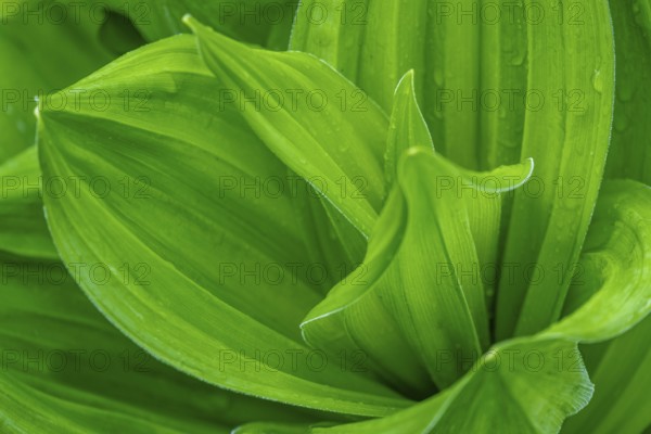 Green plant (Hosta) with curved leaves in a dynamic arrangement, North Rhine-Westphalia, Germany
