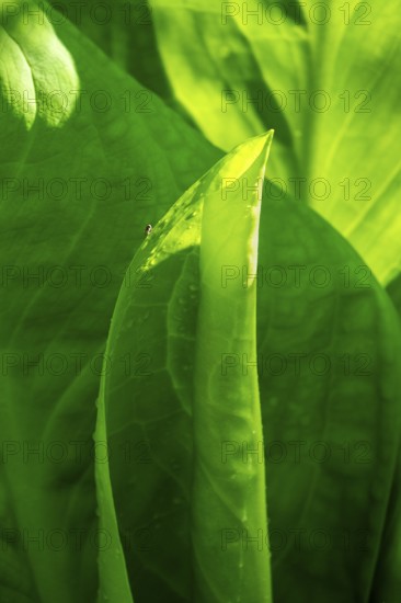 Close-up of green leaves (Hosta) with strong incidence of light, showing finely structured surfaces, North Rhine-Westphalia, Germany