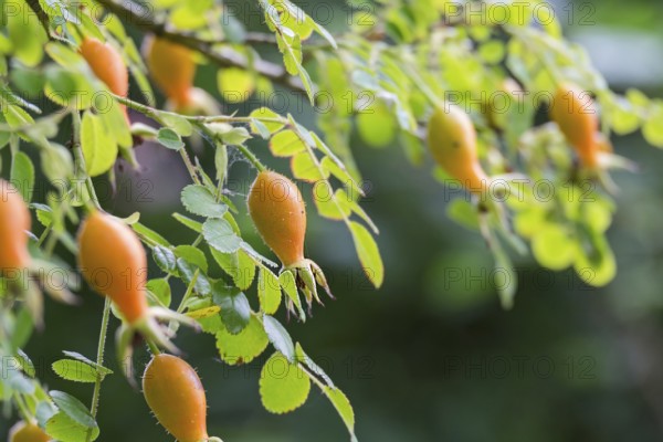 Close-up of rose hips on a branch with green foliage and blurred background, North Rhine-Westphalia, Germany