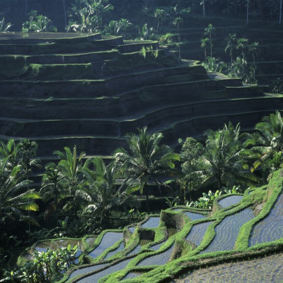 Terrace rice paddies near Tegallalang, Bali, Indonesia