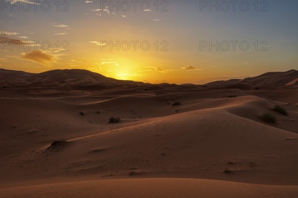Gently curved sand dunes in the light of a colorful sunset, Sahara in Morocco