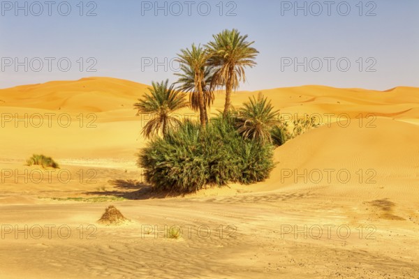 A green oasis full of palm trees in the middle of the sandy dune landscape of the desert, Sahara, Merzouga in Morocco