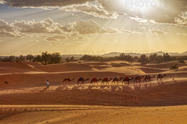 A caravan of camels wanders through the sand dunes in the evening sun. An atmospheric picture full of peace, Sahara, Merzouga in Morocco