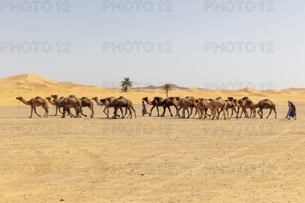 A long caravan of camels and their guides crosses the vast, dry desert, Sahara, Merzouga in Morocco