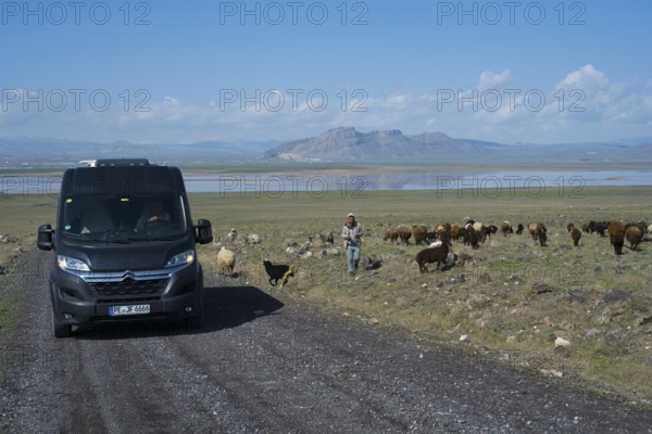 A van drives down a road while a shepherd herds sheep, camper, motorhome, Dogubayazit swamps, wetland near Cevirme, Dogubayazit, Dogubayazit, Dogubeyazit, Agri Province, Agri, Eastern Anatolia, Anatolia, Turkey