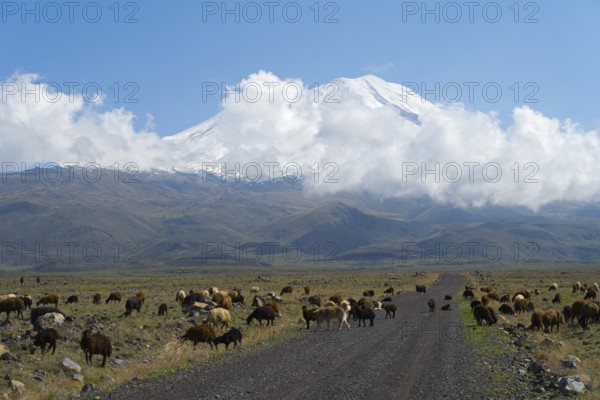 A flock of sheep grazing in front of a cloudy mountain on a plain near Cevirme, Great Ararat, Büyük Agri Dagi, Dogubayazit, Dogubayazit, Dogubeyazit, Agri Province, Eastern Anatolia, Anatolia, Turkey