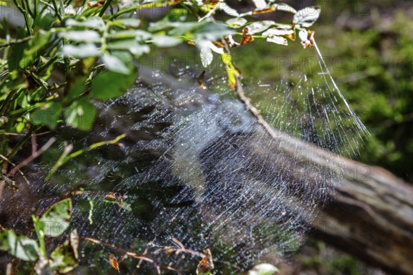 D, Sterntaler, Felze