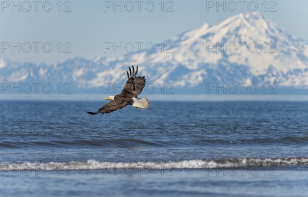 Bald eagle (Haliaeetus leucocephalus) in flight, Anchor Point at Cook Inlet, white mountain peak of Mount Redoubt, snowy mountains of the Aleutian chain, Anchor Point, Anchor River State Recreation Area, Alaska, USA