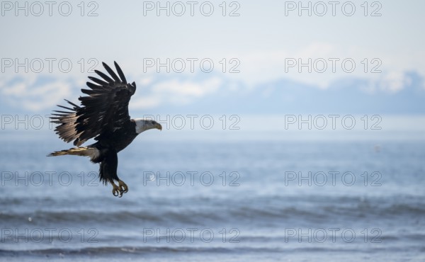Bald eagle (Haliaeetus leucocephalus) in flight during landing, Anchor Point at Cook Inlet, white mountain peaks of the Aleutian chain in the background, Anchor River State Recreation Area, Alaska, USA