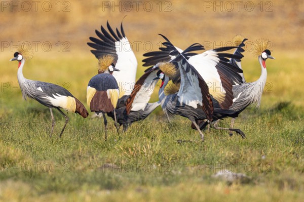 Crowned Crane (Balearica regulorum) Courtship behaviour Zambia