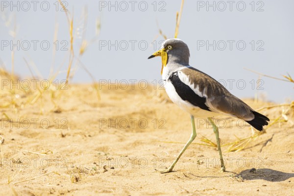 African lapwing (Vanellus senegallus) Zambia