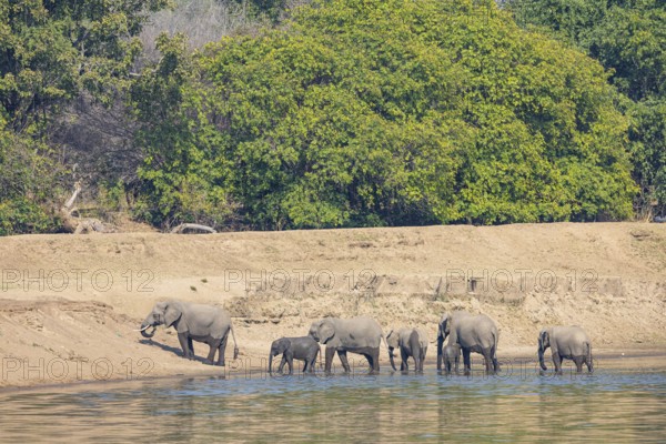 Family of the African elephant (Loxodonta africana) crossing the Luangwa River in Zambia