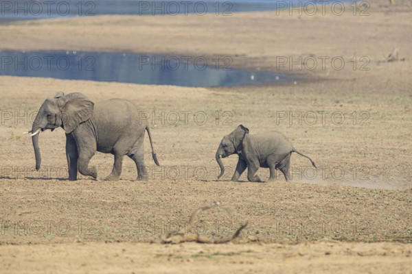 African elephant (Loxodonta africana) family crossing the Luangwa Valley in Zambia