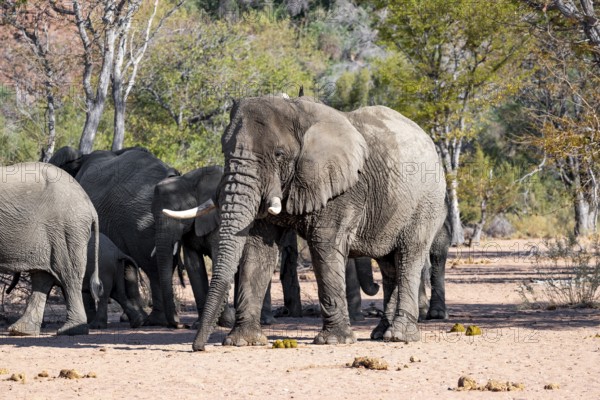 African elephants (Loxodonta africana), bull and herd, desert elephant, in the riverbed of the Ugab River, Damaraland, Kunene region, Namibia