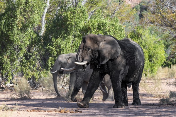 Two African elephants (Loxodonta africana), bull and female, desert elephant, in the riverbed of the Ugab River, Damaraland, Kunene Region, Namibia