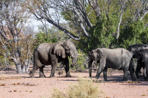 African elephant (Loxodonta africana), adult male and herd, desert elephant, in the riverbed of the Ugab River, Damaraland, Kunene Region, Namibia