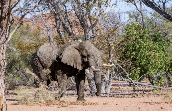 African elephant (Loxodonta africana), adult male, desert elephant, in the riverbed of the Ugab River, Damaraland, Kunene Region, Namibia