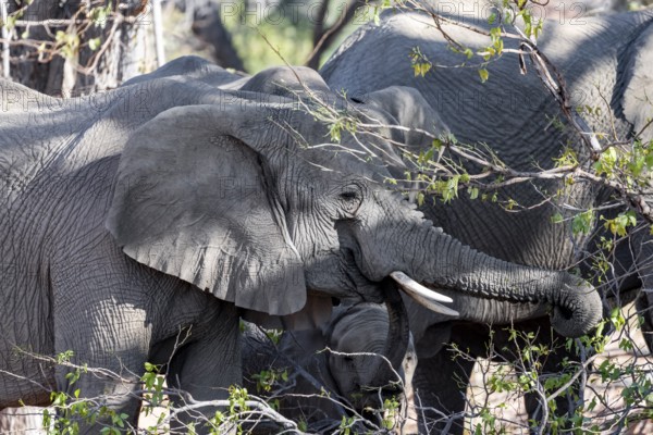 African elephants (Loxodonta africana) eating leaves on a tree, desert elephants, riverbed of the Ugab River, Damaraland, Kunene region, Namibia