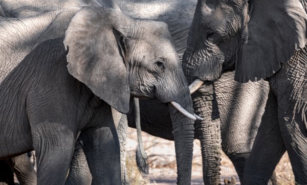 Single elephant in a herd of African elephants (Loxodonta africana), desert elephants, riverbed of the Ugab River, Damaraland, Kunene region, Namibia