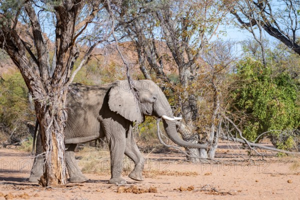 African elephant (Loxodonta africana), desert elephant, in the riverbed of the Ugab River, Damaraland, Kunene region, Namibia