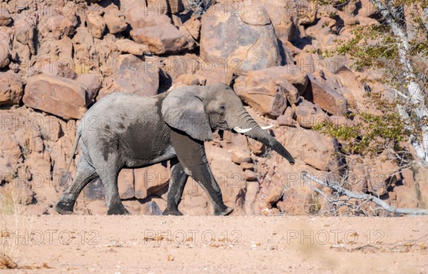 African elephant (Loxodonta africana), desert elephant, in the riverbed of the Ugab River, desert landscape with red rocky hills, Damaraland, Kunene region, Namibia
