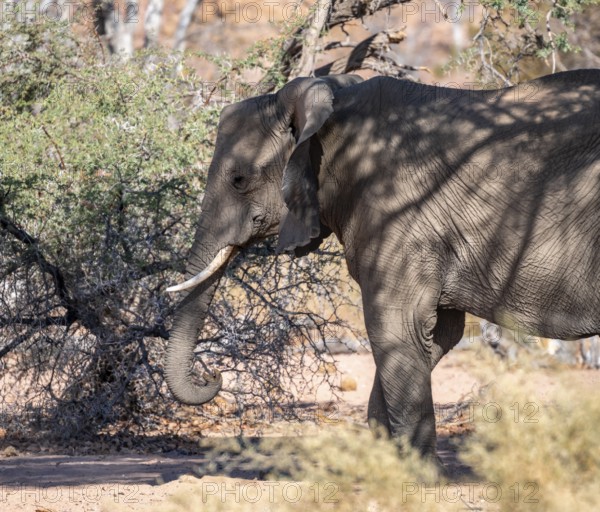 African elephant (Loxodonta africana), desert elephant, riverbed of the Ugab River, Damaraland, Kunene region, Namibia