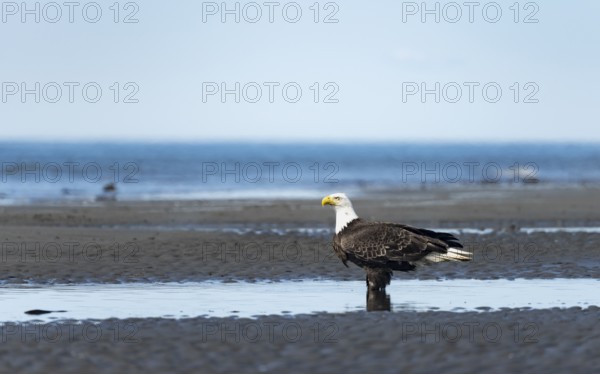 Bald eagle (Haliaeetus leucocephalus) on the beach, Anchor Point, Cook Inlet, Alaska, USA