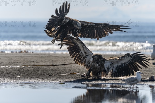 Bald eagle (Haliaeetus leucocephalus), two juvenile birds perching on the beach, Anchor Point, behind white peaks of the Aleutian chain, Cook Inlet, Alaska, USA