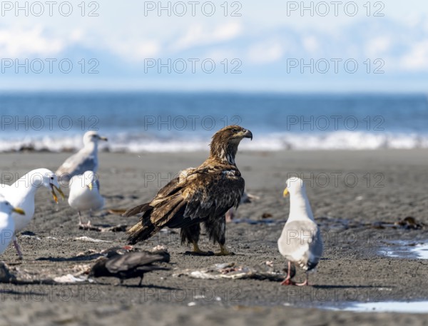 Bald eagle (Haliaeetus leucocephalus) juvenile on the beach, Anchor Point, behind white peaks of the Aleutian chain, Cook Inlet, Alaska, USA