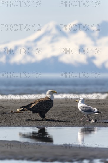 Bald eagle (Haliaeetus leucocephalus) on the beach, Anchor Point, behind white peaks of the Aleutian chain, Cook Inlet, Alaska, USA
