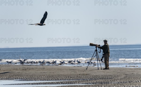 Nature photographer with tripod taking a picture of a bald eagle (Haliaeetus leucocephalus) in flight, Anchor Point, Anchor River State Recreation Area, Alaska, USA