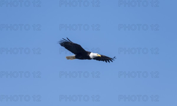 Bald eagle (Haliaeetus leucocephalus) in flight against a blue sky, Anchor Point, Alaska, USA