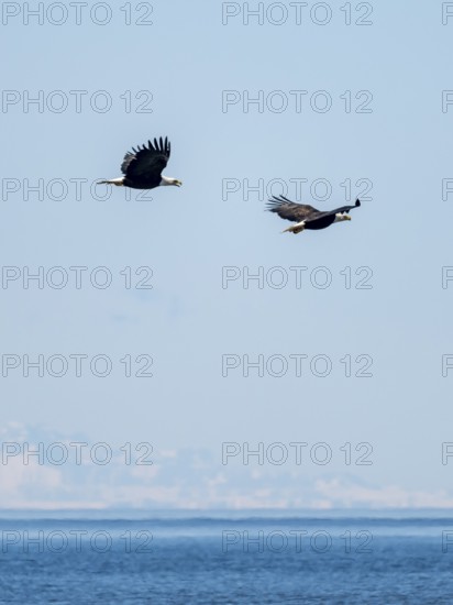 Two bald eagles (Haliaeetus leucocephalus) in flight against a blue sky, Anchor Point, Alaska, USA
