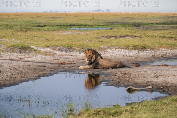 Maned lion, lion (Panthera leo), Ihaha, Chobe National Park, Botswana