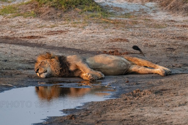 Maned lion sleeping, lion (Panthera leo), Ihaha, Chobe National Park, Botswana