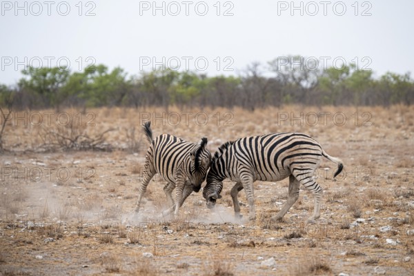 Two plains zebras (Equus quagga) fighting, Etosha National Park, Namibia