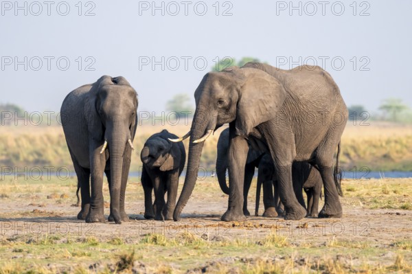 Herd of African elephants (Loxodonta africana), Ihaha, Chobe National Park, Botswana