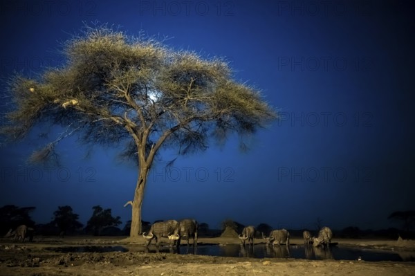 Waterhole at night, African elephants drinking, night view, Kasane, Botswana