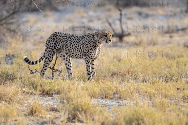 Cheetah (Acinonyx jubatus) running in dry savannah, Etosha National Park, Namibia