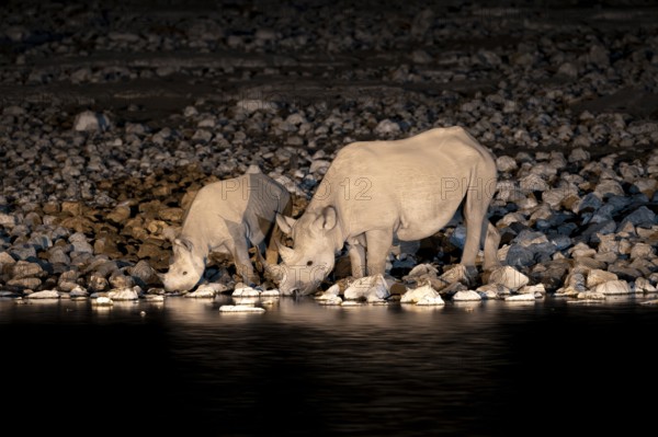 Night photograph, black rhino (Diceros bicornis) with young, Okaukuejo waterhole, Etosha National Park, Namibia